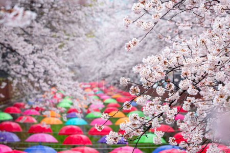 Flor de cerezo en primavera en Corea es el popular lugar de observación de flores de cerezo, jinhae Corea del Sur
