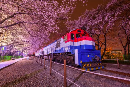 Kirschblüte und Zug im Frühling bei Nacht Es ist eine beliebte Kirschblütenaussichtsstelle, jinhae, Südkorea.