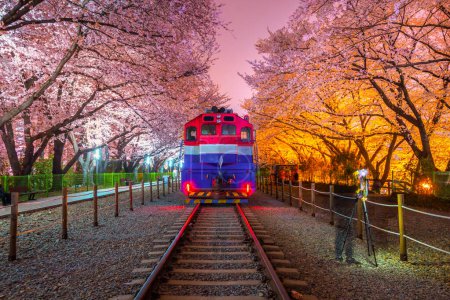 Foto de Flor de cerezo y tren en primavera por la noche Es un popular lugar de observación de flores de cerezo, jinhae, Corea del Sur. - Imagen libre de derechos