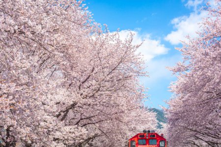 Foto de Flor de cerezo y tren en primavera en Corea es el popular lugar de observación de flores de cerezo, jinhae Corea del Sur. - Imagen libre de derechos