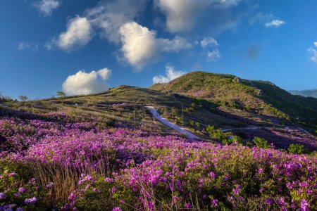 Téléchargez les photos : Vue printanière des fleurs d'azalée rose à la montagne Hwangmaesan avec le fond de la chaîne de montagnes ensoleillées près de Hapcheon-gun, Corée du Sud. - en image libre de droit