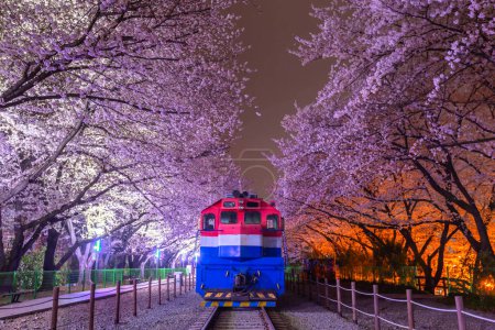 Flor de cerezo y tren en primavera por la noche Es un popular lugar de observación de flores de cerezo, jinhae, Corea del Sur.