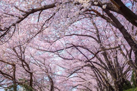 Las ramas de cerezo y las flores de cerezo florecen en primavera en Corea del Sur.