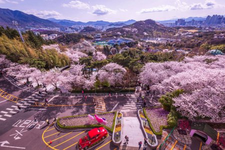 Foto de Flores de cerezo florecen en primavera en E-World 83 Tower un destino turístico popular. en Daegu, Corea del Sur. - Imagen libre de derechos