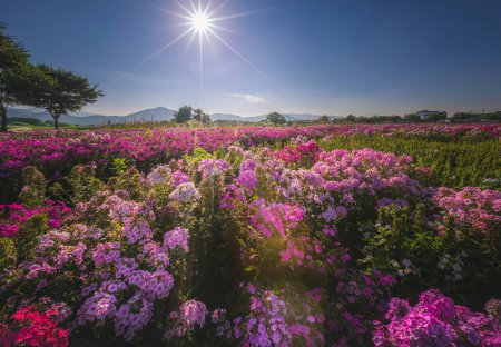 Foto de Hermoso jardín de flores cerca de Cheomseongdae en Gyeongju, Gyeongsangbuk-do, Corea del Sur. - Imagen libre de derechos