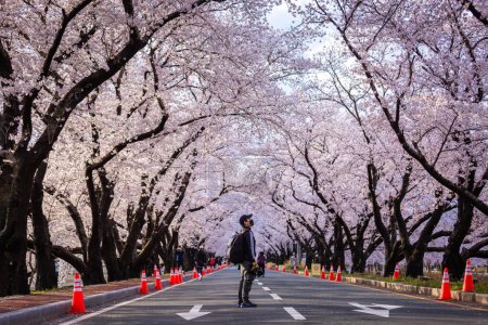 Foto de Hermoso túnel de flores de cerezo y cerezos a ambos lados de la carretera en el Festival Cherry Blossom en Gyeongju, Corea del Sur. - Imagen libre de derechos