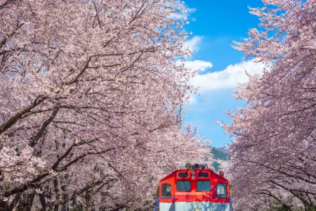 Kirschblüte und Zug im Frühling in Korea ist der beliebte Kirschblütenaussichtspunkt, jinhae Südkorea.