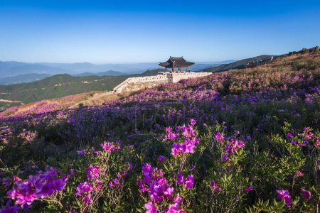 Frühling Blick auf rosa Azalee-Blumen am Hwangmaesan Mountain mit dem Hintergrund der Bergkette in der Nähe von Hapcheon-gun, Südkorea.