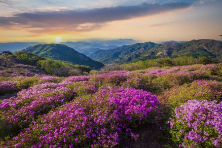 Frühling Blick auf rosa Azalee-Blumen am Hwangmaesan Mountain mit dem Hintergrund der Bergkette in der Nähe von Hapcheon-gun, Südkorea.