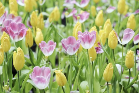 Foto de Campo de colorido hermoso ramo de flor de tulipán en el jardín para la decoración de tarjetas postales y el diseño del concepto de agricultura con Focu selectivo - Imagen libre de derechos