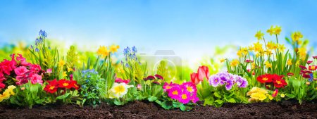 Téléchargez les photos : Fleurs printanières dans le jardin devant le ciel bleu ensoleillé - en image libre de droit