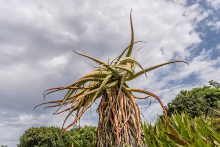 Téléchargez les photos : Aloe ferox plant, tourné au Kristenbosch Gardens en plein été, Cape Town, Western Cape, Afrique du Sud - en image libre de droit