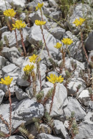 Photo for Petrosedum monutanum  flower at Terminillo mountain range, shot in bright summer light near Leonessa saddle , Apennines, Rieti, Lazio, Italy - Royalty Free Image