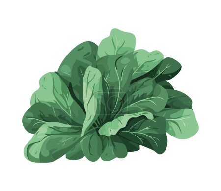Ilustración de Espinacas hojas vector ilustración en el icono de fondo blanco - Imagen libre de derechos