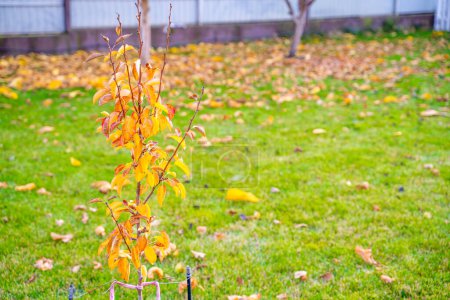 Téléchargez les photos : Jeune semis d'un arbre fruitier aux feuilles jaunies en automne sur fond de pelouse de sélénium aux feuilles tombées. Jardin d'arbres d'automne - en image libre de droit