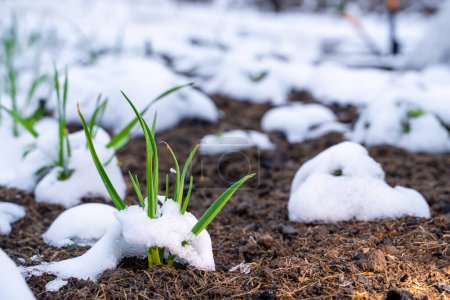 Foto de Cama de jardín con cultivo de ajo en la nieve. La nieve de primavera cubrió el jardín con plantas. Pérdida de cosecha debido al mal tiempo - Imagen libre de derechos