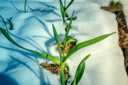 Téléchargez les photos : La neige printanière couvrait les parterres de jardin d'ail. cultivar d'ail résistant au gel pousse par temps froid avec de la neige - en image libre de droit