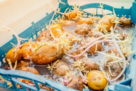 Téléchargez les photos : Préparation prévégétale de pommes de terre germées, trempage des racines dans un désinfectant - en image libre de droit