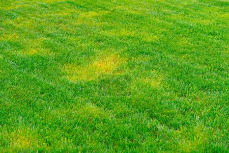 Photo for Yellow spots of frozen grass on a green mowed lawn. Diseases on the lawn after winter - Royalty Free Image