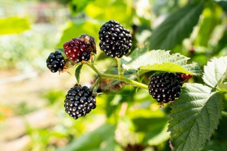Photo for Black blackberries growing close-up on a blurred background - Royalty Free Image