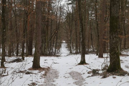 A secluded path winds through a silent, snow-covered forest.