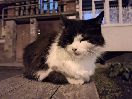 A black and white cat with closed eyes resting on a wooden surface at night.