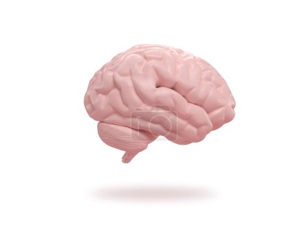 Téléchargez les photos : Le cerveau humain glisse sur fond blanc isométrique. Rendu 3d. - en image libre de droit