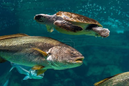 Photo for View of sea turtle swimming with fishes in sea aquarium. - Royalty Free Image