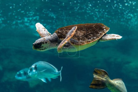 Photo for View of sea turtle swimming in sea aquarium. - Royalty Free Image