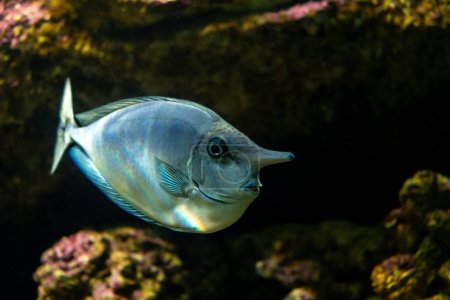 Foto de Vista de cerca de Unicornfish o Surgeonfish en acuario de mar. - Imagen libre de derechos