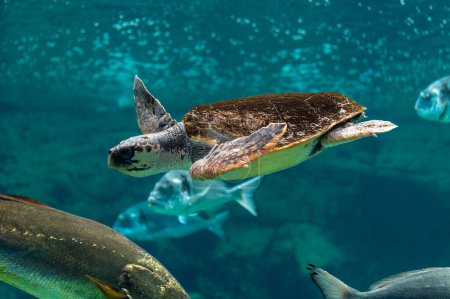 Photo for View of sea turtle swimming with fishes in sea aquarium. - Royalty Free Image
