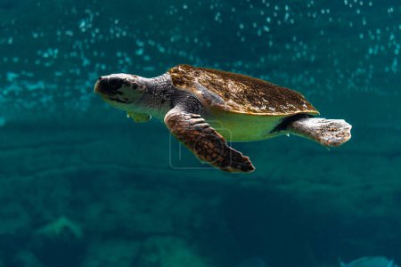 Photo for Close-up view of sea turtle in sea aquarium. - Royalty Free Image