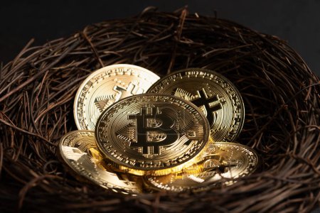 Photo for Minimal investing concept. Gold Bitcoin coins in nest on dark background. - Royalty Free Image
