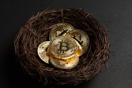 Photo for Bitcoin cryptocurrency gold coins in nest on black background. Minimal investing concept. - Royalty Free Image