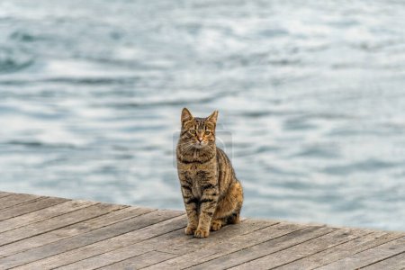 Photo for A stray cat in Istanbul on the seaside. - Royalty Free Image