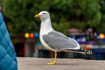 Photo for Close-up view of seagull in Istanbul city, Turkey. - Royalty Free Image