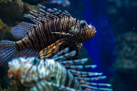 Portrait of a lionfish, or devil firefish, swimming on a blue water.