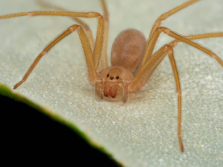 Mediterranean recluse spider, violin spider (Loxosceles rufescens), Brown recluse spider, in its wild habitat.