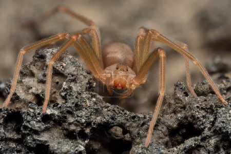Téléchargez les photos : Araignée recluse méditerranéenne, araignée violon (Loxosceles rufescens), araignée recluse brune, dans son habitat sauvage. - en image libre de droit