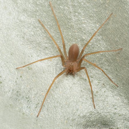 Araña reclusa mediterránea, araña violín (Loxosceles rufescens), araña reclusa marrón, en su hábitat silvestre.