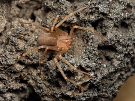 Photo for Mediterranean recluse spider, violin spider (Loxosceles rufescens), Brown recluse spider, in its wild habitat. - Royalty Free Image