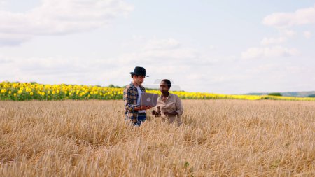 Photo for In the middle of wheat field beautiful African lady and good looking man farmer discussing about the ears of wheat they looking through the laptop to make some notes about the harvest. Portrait - Royalty Free Image