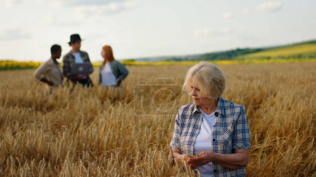 Téléchargez les photos : In the middle of wheat field good looking old woman farmer analysing the harvest of wheat other young farmers on the background multiracial people looking around and analysing as well. Portrait - en image libre de droit