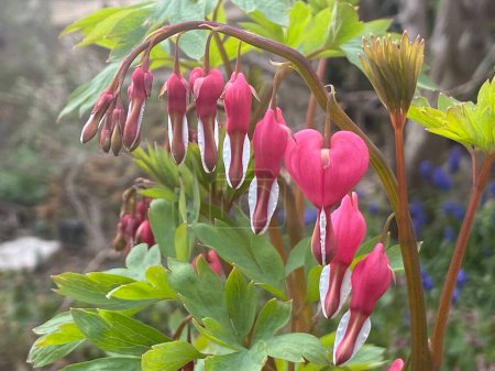 beautiful botanical shot. natural floral pattern. .bleeding hearts flowers in the garden