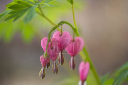 Photo for A beautiful twig with delicate spring flowers - Bleeding heart, natural environment - Royalty Free Image