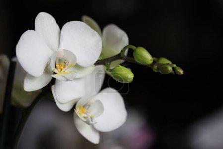 Foto de Flores de orquídea en el jardín - Imagen libre de derechos