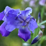 Beautiful purple iris flower isolated in the garden