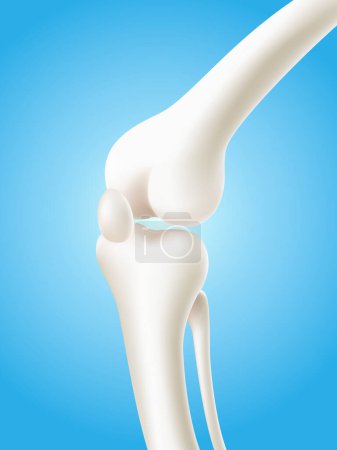 Illustration for Human knee and leg bones isolated on light blue background. 3d realistic vector file. - Royalty Free Image