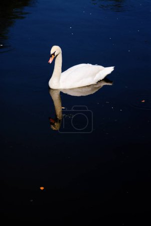 Téléchargez les photos : Cygne blanc sur le lac avec fond bleu foncé - en image libre de droit