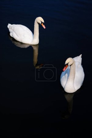 Photo for White swan on the lake with blue dark background - Royalty Free Image